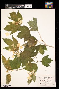Viburnum opulus image