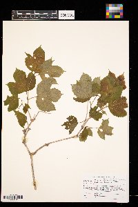 Viburnum opulus image