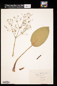 Alisma subcordatum image