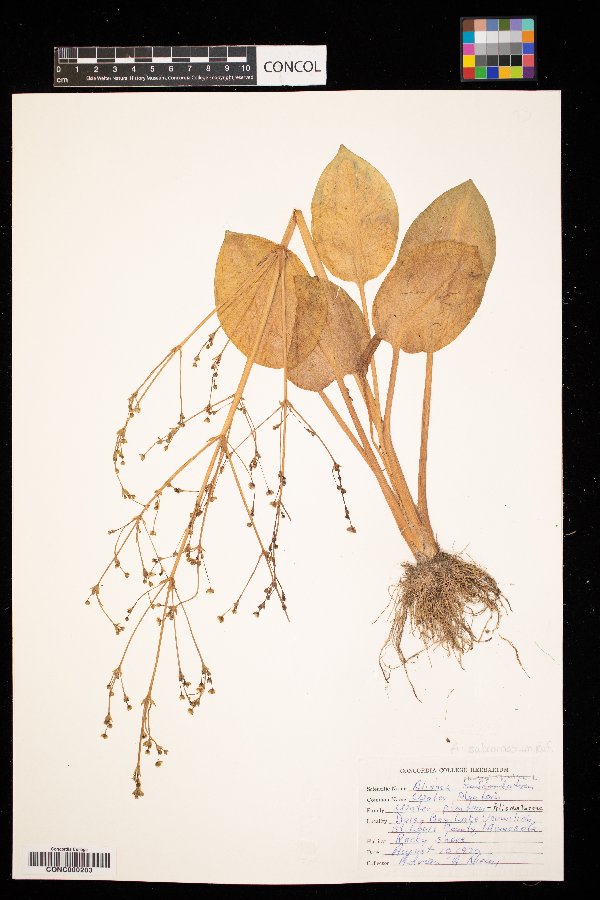 Alisma subcordatum image