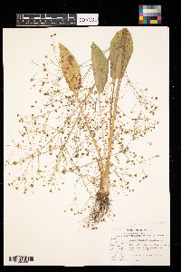 Alisma subcordatum image