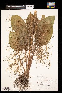 Alisma subcordatum image