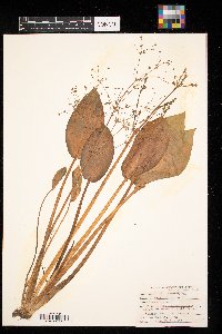 Alisma subcordatum image