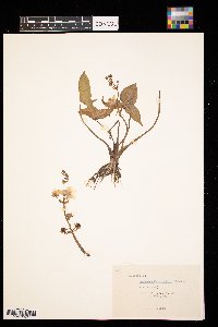Sagittaria cuneata image