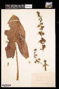 Sagittaria cuneata image