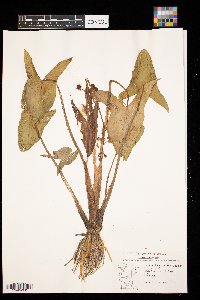 Sagittaria cuneata image