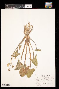 Sagittaria cuneata image