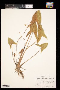 Sagittaria cuneata image