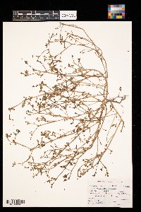 Amaranthus blitoides image