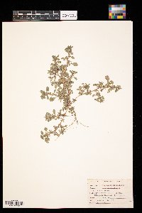 Amaranthus graecizans image