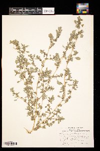 Amaranthus graecizans image