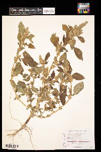 Amaranthus retroflexus image