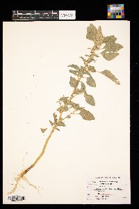 Amaranthus retroflexus image