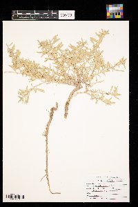 Atriplex gardneri image