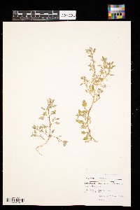 Chenopodium glaucum image