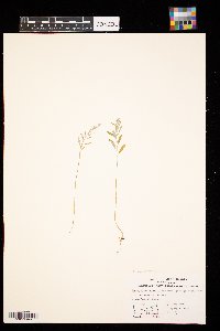 chenopodium leptophyllum image