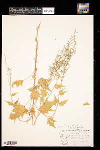 Chenopodium simplex image