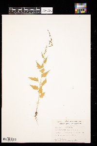 Chenopodium simplex image