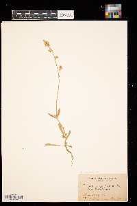 Froelichia floridana image