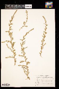 Kochia scoparia image