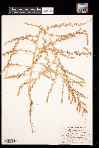 Kochia scoparia image
