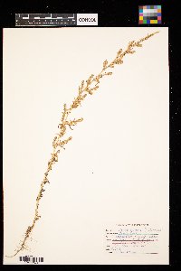 Kochia scoparia image