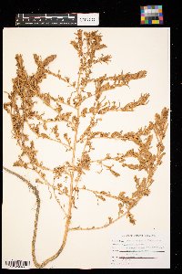 Kochia scoparia image