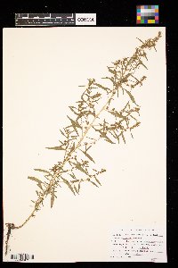 Kochia scoparia image