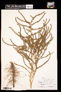 Kochia scoparia image