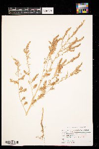 Kochia scoparia image