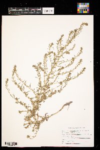 Kochia scoparia image
