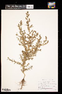 Kochia scoparia image
