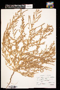 Kochia scoparia image