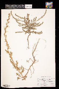 Kochia scoparia image