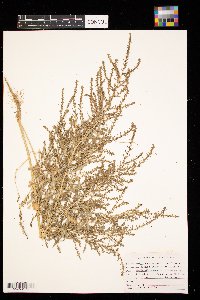 Kochia scoparia image