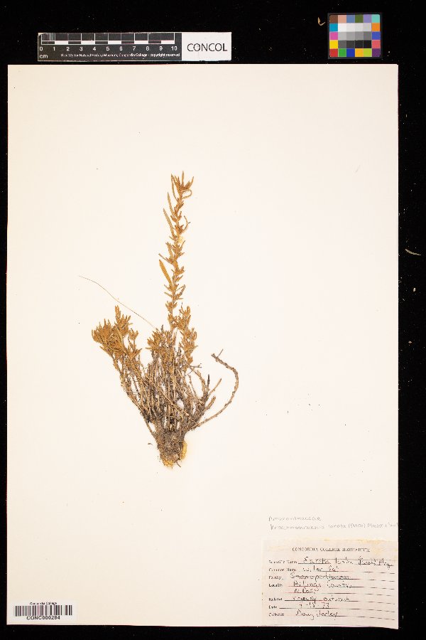Krascheninnikovia lanata image