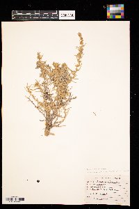 thumbnail image of current specimen