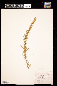 Krascheninnikovia lanata image
