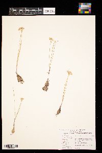 Allium textile image