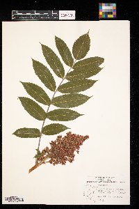 Rhus glabra image