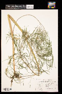 Cicuta bulbifera image