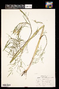 Cicuta bulbifera image