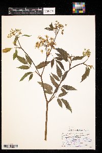 Cicuta maculata image