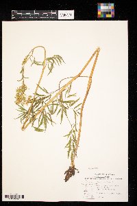 Cicuta maculata image