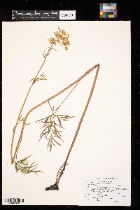 Cicuta maculata image