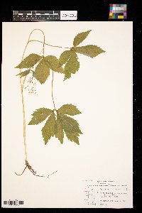 Cryptotaenia canadensis image