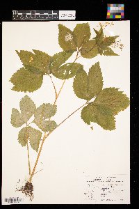 Cryptotaenia canadensis image