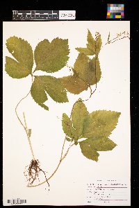 Cryptotaenia canadensis image