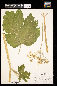 Heracleum sphondylium image