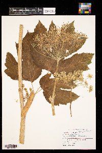 Heracleum sphondylium image
